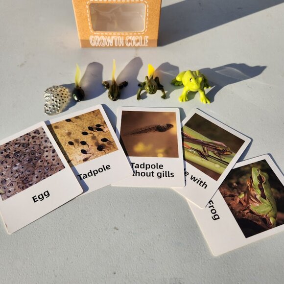 Frog Life Cycle Educational Toy Set with Cards Montessori Realistic Toy Science - Picture 5 of 9